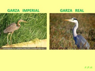 Las aves de doñana (2003).