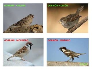 Las aves de doñana (2003).