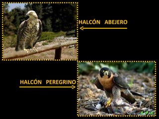 Las aves de doñana (2003).