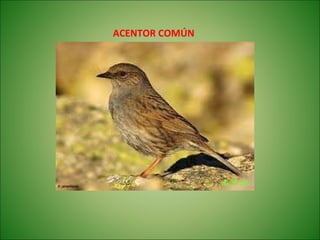 Las aves de doñana (2003).