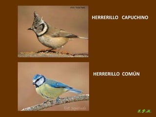 Las aves de doñana (2003).