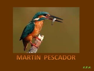 Las aves de doñana (2003).