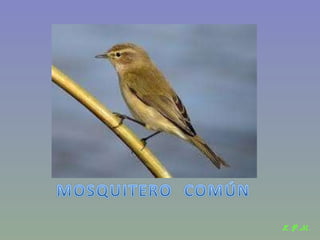 Las aves de doñana (2003).