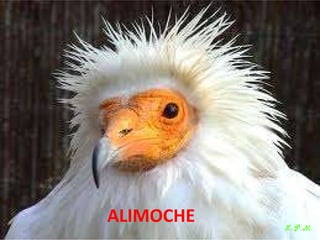 Las aves de doñana (2003).