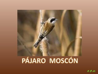 Las aves de doñana (2003).