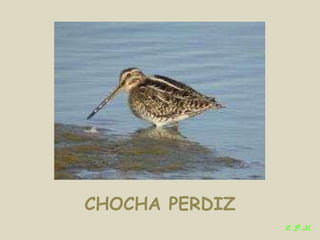 Las aves de doñana (2003).