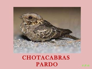 Las aves de doñana (2003).