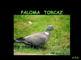 Las aves de doñana (2003).