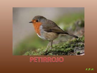 Las aves de doñana (2003).