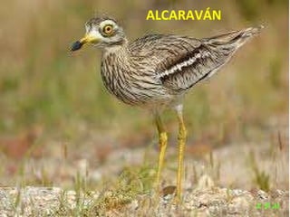 Las aves de doñana (2003).