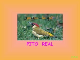 Las aves de doñana (2003).