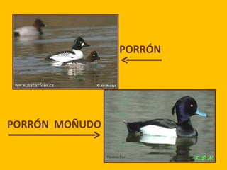 Las aves de doñana (2003).