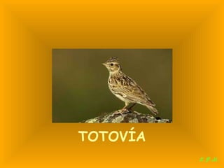 Las aves de doñana (2003).