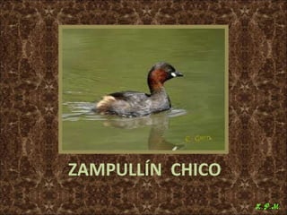 Las aves de doñana (2003).