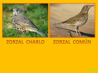 Las aves de doñana (2003).