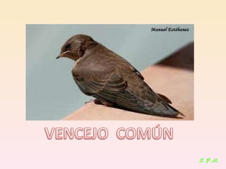 Las aves de doñana (2003).