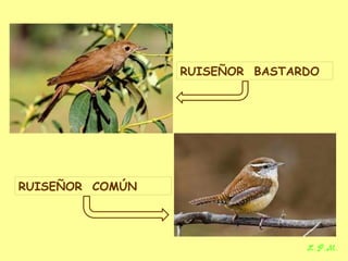 Las aves de doñana (2003).