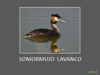 Las aves de doñana (2003).