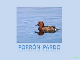 Las aves de doñana (2003).