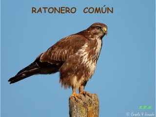 Las aves de doñana (2003).