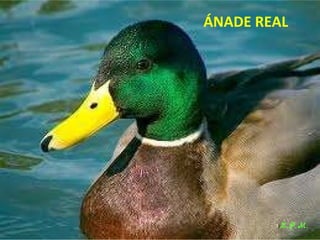 Las aves de doñana (2003).