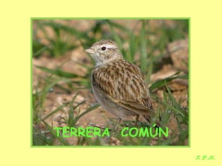 Las aves de doñana (2003).