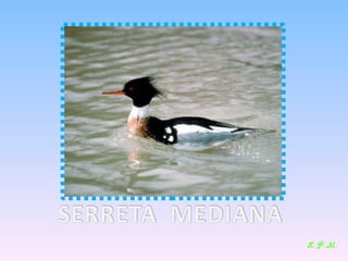 Las aves de doñana (2003).