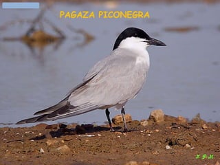 Las aves de doñana (2003).