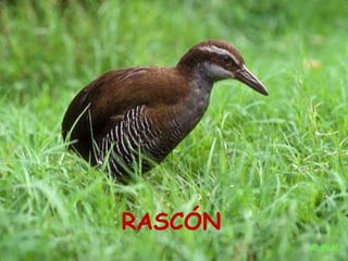 Las aves de doñana (2003).