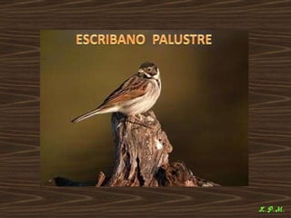 Las aves de doñana (2003).