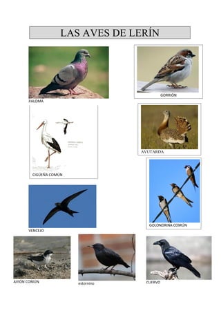 Las aves de lerín