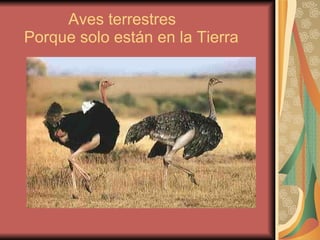 Aves terrestres   Porque solo están en la Tierra 