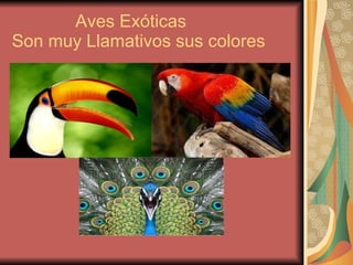 Aves Exóticas Son muy Llamativos sus colores 
