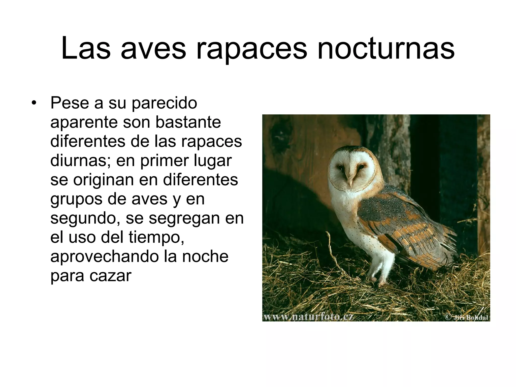 Las aves rapaces nocturnas Pese a su parecido aparente son bastante diferentes de las rapaces diurnas; en primer lugar se originan en diferentes grupos de aves y en segundo, se segregan en el uso del tiempo, aprovechando la noche para cazar  
