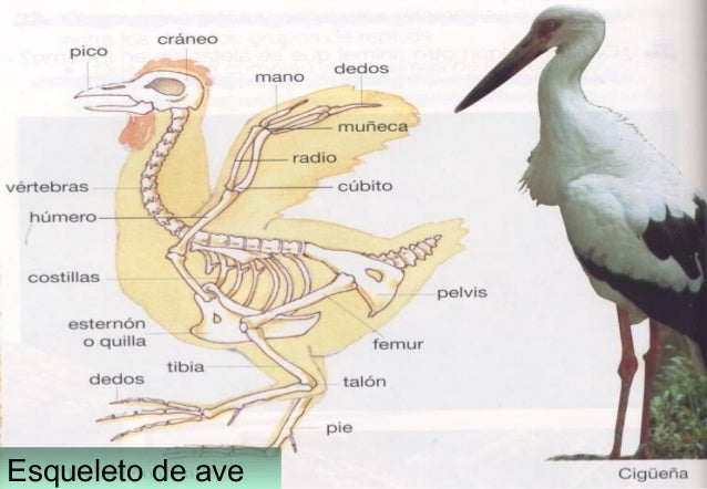 Las aves teoría