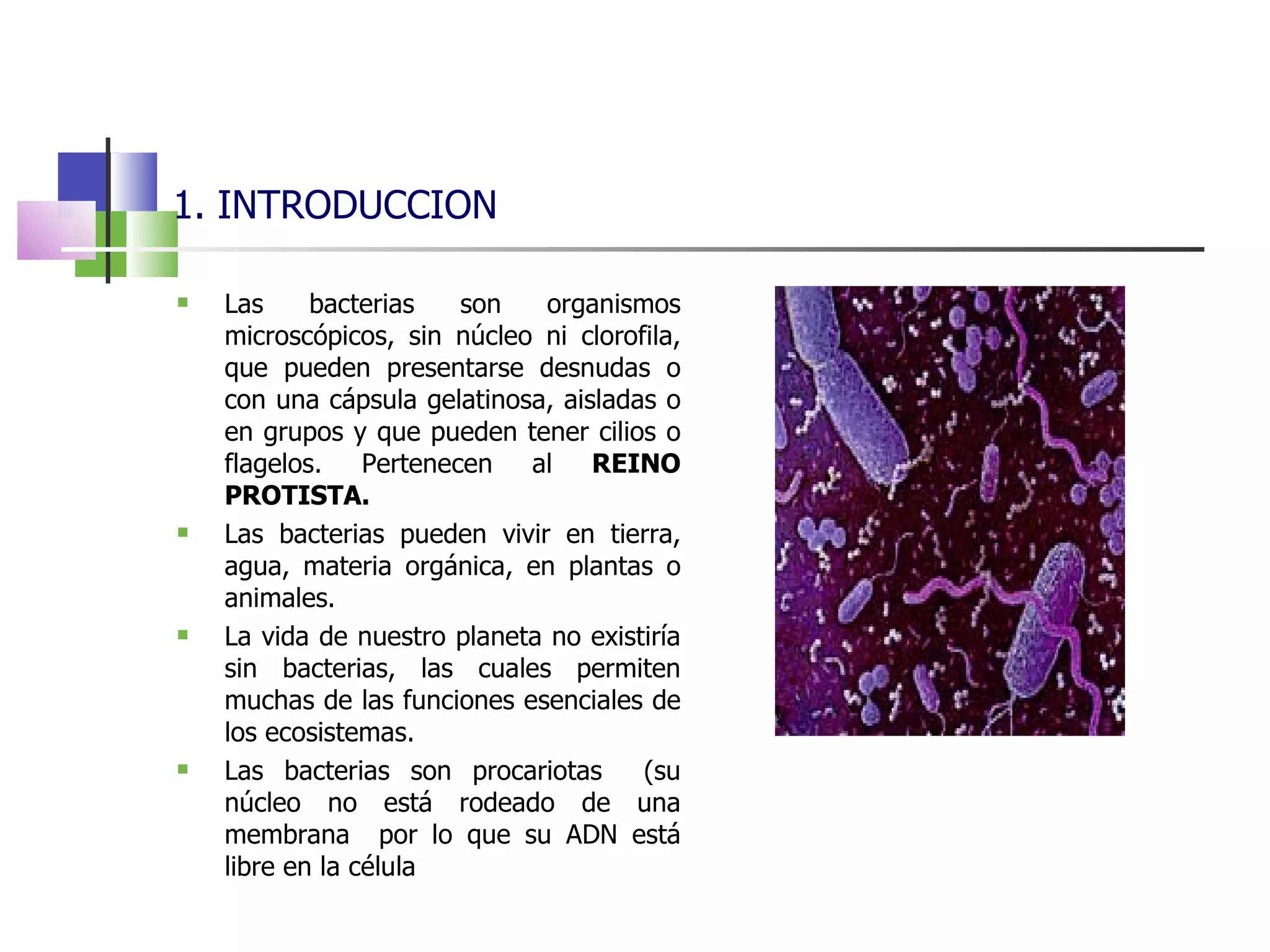 1. INTRODUCCION Las bacterias son organismos microscópicos, sin núcleo ni clorofila, que pueden presentarse desnudas o con una cápsula gelatinosa, aisladas o en grupos y que pueden tener cilios o flagelos. Pertenecen al  REINO PROTISTA. Las bacterias pueden vivir en tierra, agua, materia orgánica, en plantas o animales. La vida de nuestro planeta no existiría sin bacterias, las cuales permiten muchas de las funciones esenciales de los ecosistemas. Las bacterias son procariotas  (su núcleo no está rodeado de una membrana  por lo que su ADN está libre en la célula 