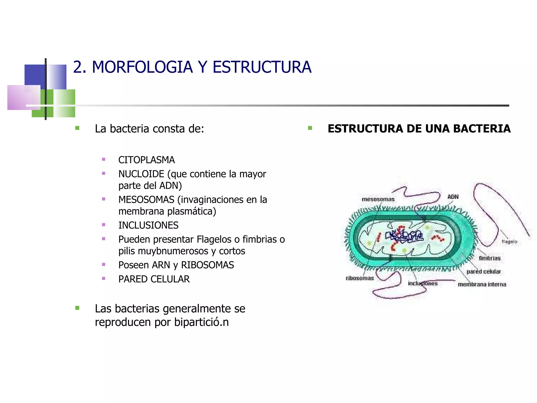 2. MORFOLOGIA Y ESTRUCTURA La bacteria consta de: CITOPLASMA NUCLOIDE (que contiene la mayor parte del ADN) MESOSOMAS (invaginaciones en la membrana plasmática) INCLUSIONES Pueden presentar Flagelos o fimbrias o pilis muybnumerosos y cortos Poseen ARN y RIBOSOMAS PARED CELULAR Las bacterias generalmente se reproducen por bipartició.n ESTRUCTURA DE UNA BACTERIA 