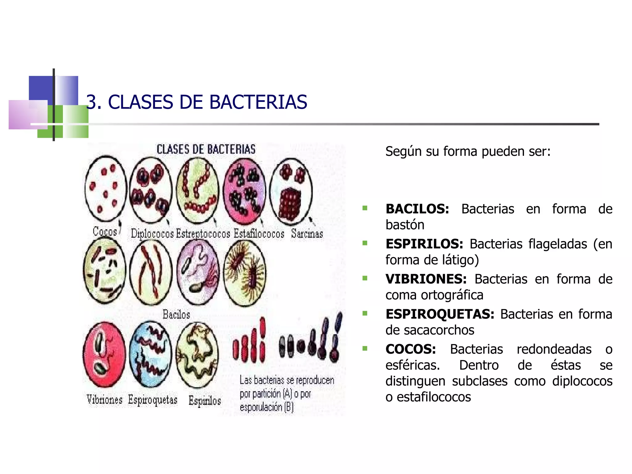 3. CLASES DE BACTERIAS Según su forma pueden ser: BACILOS:  Bacterias en forma de bastón ESPIRILOS:  Bacterias flageladas (en forma de látigo) VIBRIONES:  Bacterias en forma de coma ortográfica ESPIROQUETAS:  Bacterias en forma de sacacorchos COCOS:  Bacterias redondeadas o esféricas. Dentro de éstas se distinguen subclases como diplococos o estafilococos 