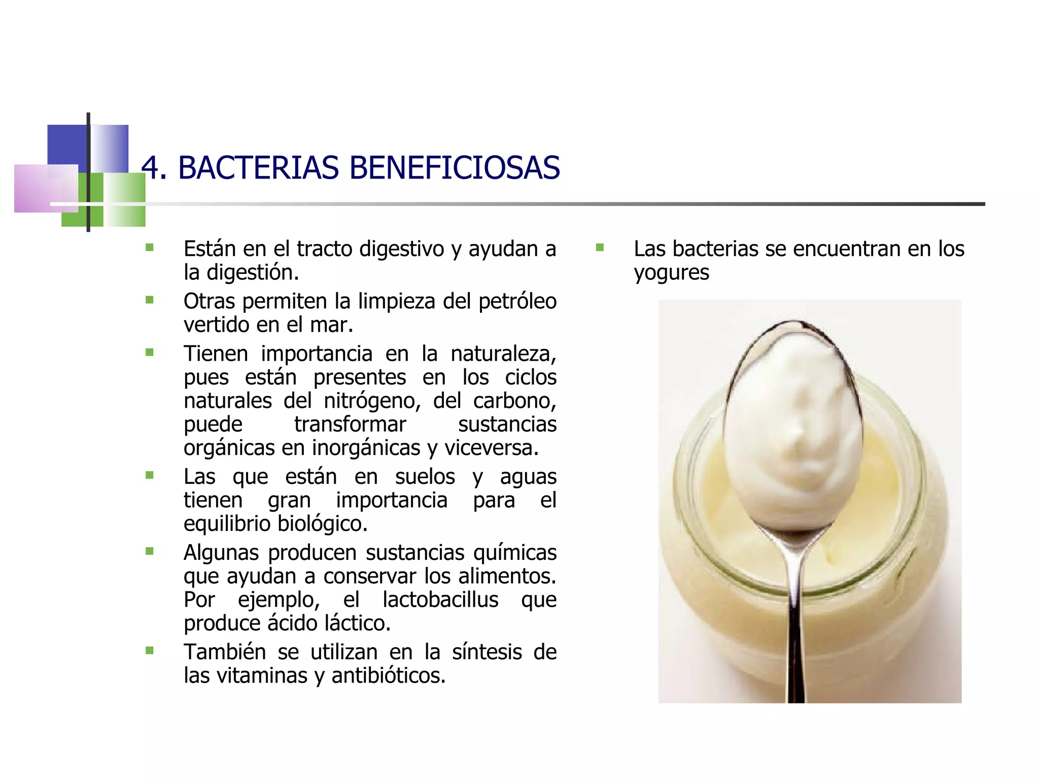 4. BACTERIAS BENEFICIOSAS Están en el tracto digestivo y ayudan a la digestión. Otras permiten la limpieza del petróleo vertido en el mar. Tienen importancia en la naturaleza, pues están presentes en los ciclos naturales del nitrógeno, del carbono, puede transformar sustancias orgánicas en inorgánicas y viceversa. Las que están en suelos y aguas tienen gran importancia para el equilibrio biológico. Algunas producen sustancias químicas que ayudan a conservar los alimentos. Por ejemplo, el lactobacillus que produce ácido láctico. También se utilizan en la síntesis de las vitaminas y antibióticos. Las bacterias se encuentran en los yogures 