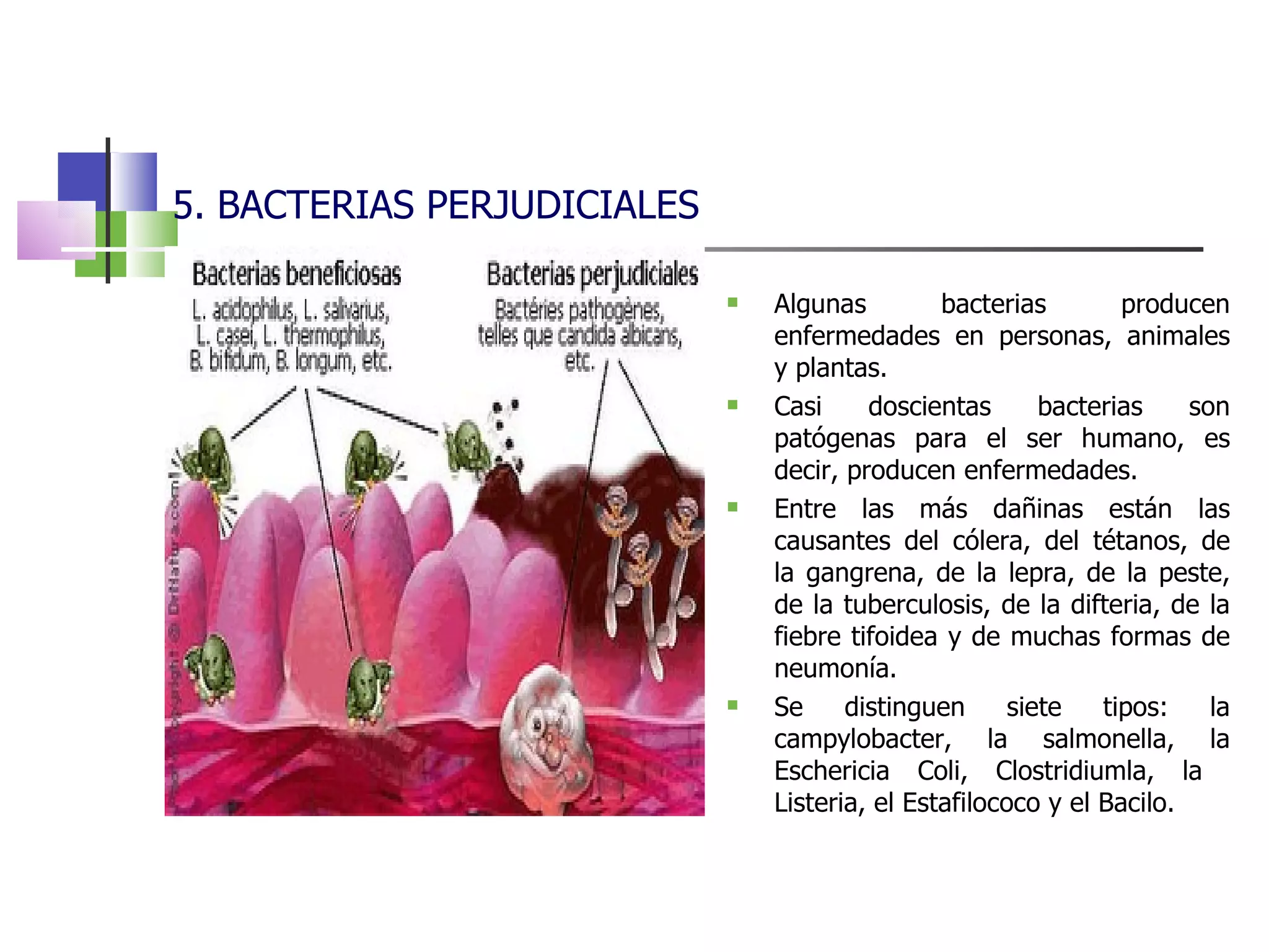 5. BACTERIAS PERJUDICIALES Algunas bacterias producen enfermedades en personas, animales y plantas. Casi doscientas bacterias son patógenas para el ser humano, es decir, producen enfermedades. Entre las más dañinas están las causantes del cólera, del tétanos, de la gangrena, de la lepra, de la peste, de la tuberculosis, de la difteria, de la fiebre tifoidea y de muchas formas de neumonía. Se distinguen siete tipos: la campylobacter, la salmonella, la Eschericia Coli, Clostridiumla, la  Listeria, el Estafilococo y el Bacilo. 