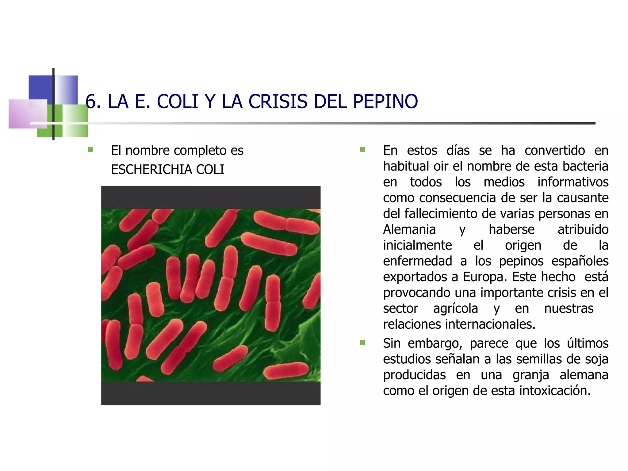 6. LA E. COLI Y LA CRISIS DEL PEPINO El nombre completo es  ESCHERICHIA COLI En estos días se ha convertido en habitual oir el nombre de esta bacteria en todos los medios informativos como consecuencia de ser la causante del fallecimiento de varias personas en Alemania y haberse atribuido inicialmente el origen de la enfermedad a los pepinos españoles exportados a Europa. Este hecho  está provocando una importante crisis en el sector agrícola y en nuestras  relaciones internacionales.  Sin embargo, parece que los últimos estudios señalan a las semillas de soja producidas en una granja alemana como el origen de esta intoxicación.  