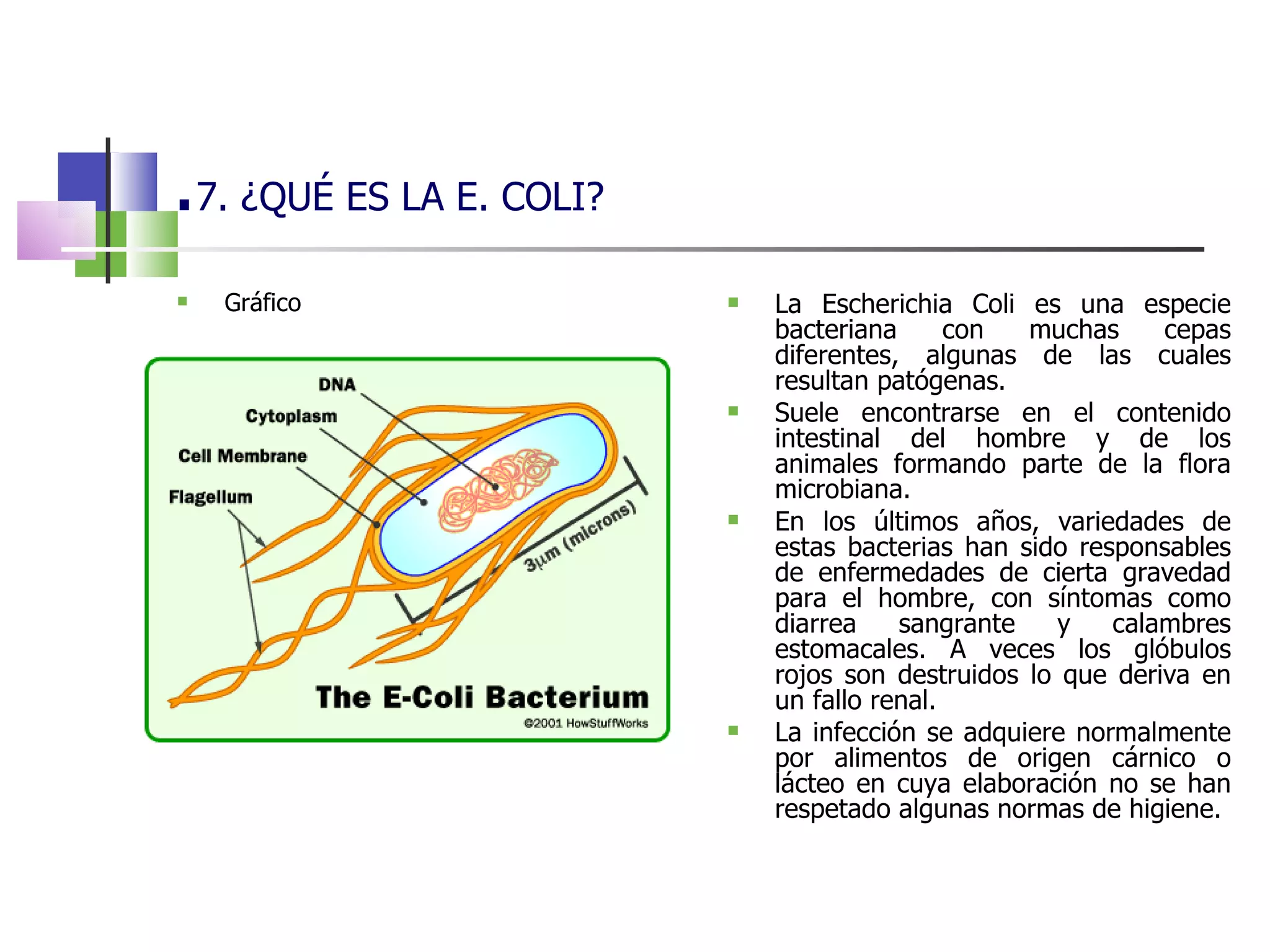 . 7. ¿QUÉ ES LA E. COLI? Gráfico  La Escherichia Coli es una especie bacteriana con muchas cepas diferentes, algunas de las cuales resultan patógenas. Suele encontrarse en el contenido intestinal del hombre y de los animales formando parte de la flora microbiana. En los últimos años, variedades de estas bacterias han sido responsables de enfermedades de cierta gravedad para el hombre, con síntomas como diarrea sangrante y calambres estomacales. A veces los glóbulos rojos son destruidos lo que deriva en un fallo renal. La infección se adquiere normalmente por alimentos de origen cárnico o lácteo en cuya elaboración no se han respetado algunas normas de higiene. 