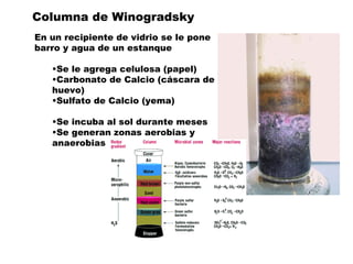 Columna de Winogradsky
En un recipiente de vidrio se le pone
barro y agua de un estanque

   •Se le agrega celulosa (papel)
   •Carbonato de Calcio (cáscara de
   huevo)
   •Sulfato de Calcio (yema)

   •Se incuba al sol durante meses
   •Se generan zonas aerobias y
   anaerobias
 
