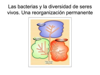 Las bacterias y la diversidad de seres
vivos. Una reorganización permanente
 