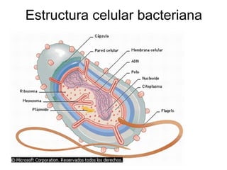 Estructura celular bacteriana
 