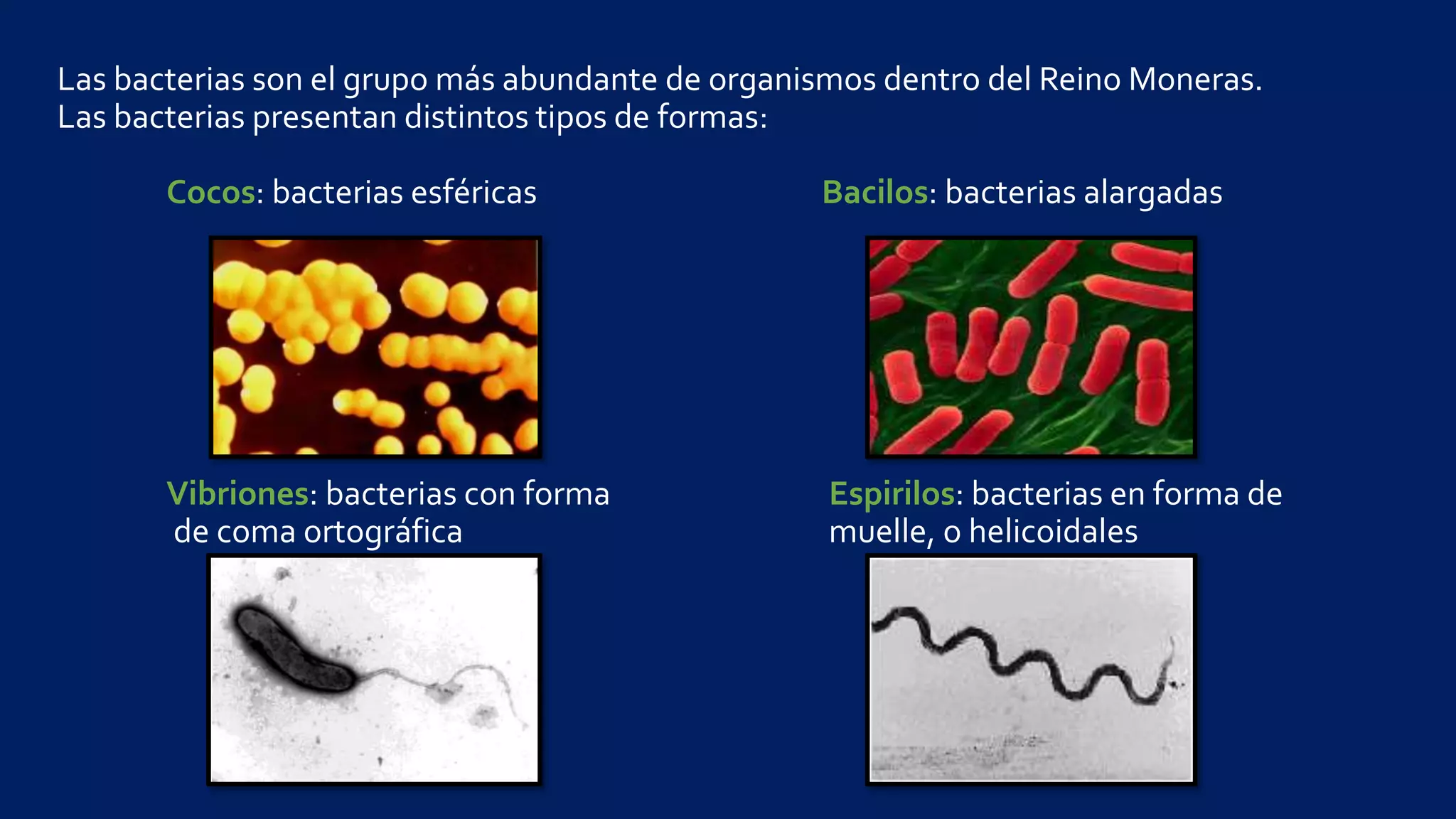 Las bacterias | PPTX