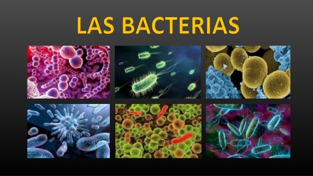 Reino De Las Bacterias Coggle Diagram - Gambaran