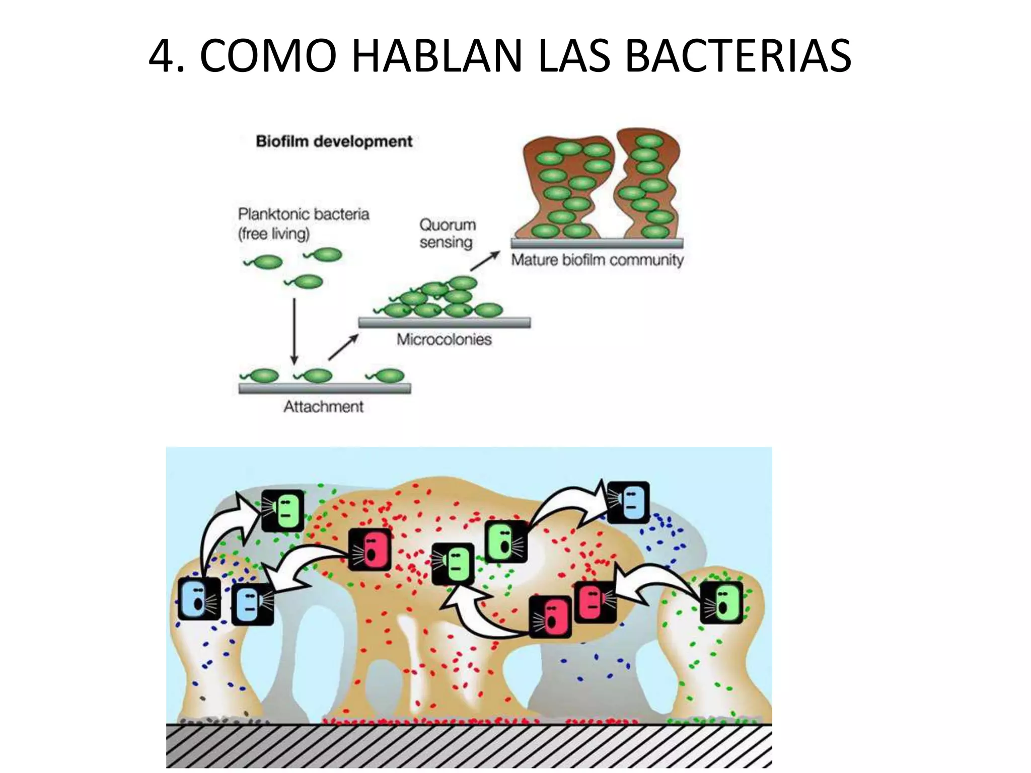 4. COMO HABLAN LAS BACTERIAS