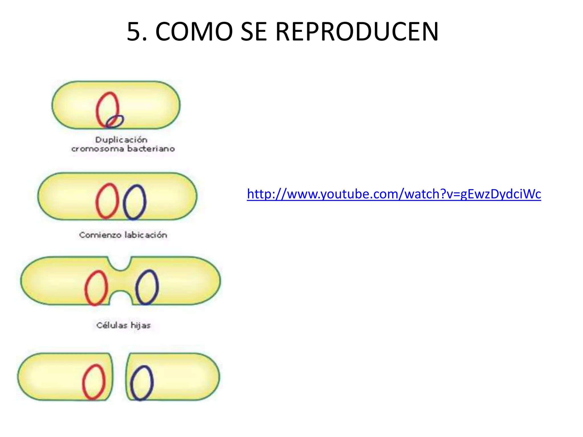 http://www.youtube.com/watch?v=gEwzDydciWc
5. COMO SE REPRODUCEN
