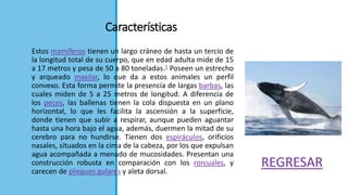 Características
Estos mamíferos tienen un largo cráneo de hasta un tercio de
la longitud total de su cuerpo, que en edad adulta mide de 15
a 17 metros y pesa de 50 a 80 toneladas.1 Poseen un estrecho
y arqueado maxilar, lo que da a estos animales un perfil
convexo. Esta forma permite la presencia de largas barbas, las
cuales miden de 5 a 25 metros de longitud. A diferencia de
los peces, las ballenas tienen la cola dispuesta en un plano
horizontal, lo que les facilita la ascensión a la superficie,
donde tienen que subir a respirar, aunque pueden aguantar
hasta una hora bajo el agua, además, duermen la mitad de su
cerebro para no hundirse. Tienen dos espiráculos, orificios
nasales, situados en la cima de la cabeza, por los que expulsan
agua acompañada a menudo de mucosidades. Presentan una
construcción robusta en comparación con los rorcuales, y
carecen de pliegues gulares y aleta dorsal.
REGRESAR
 